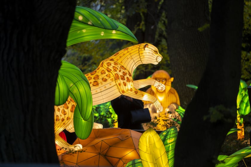 Wystawa Garden of Lights: Dzika Azja we wrocławskim zoo, październik 2024